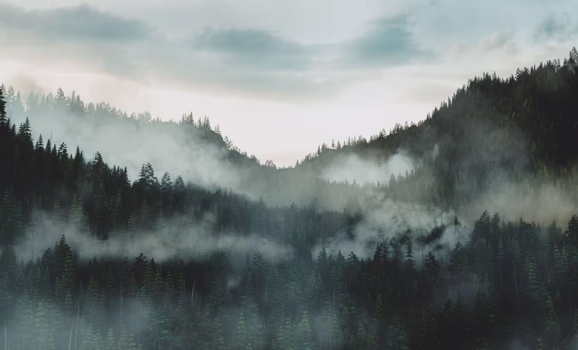 Misty forest landscape